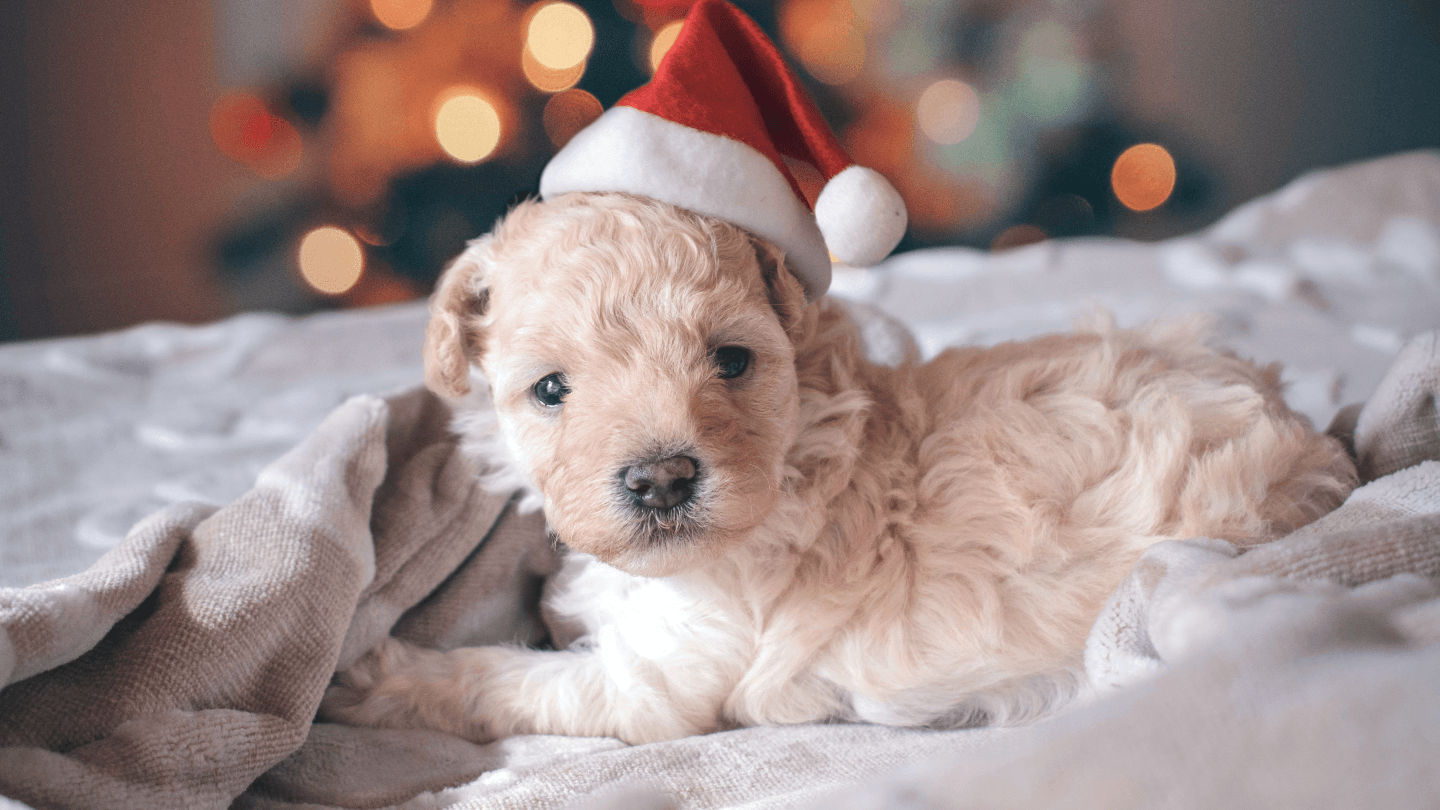 Our Favourite Gifts for Pets This Christmas