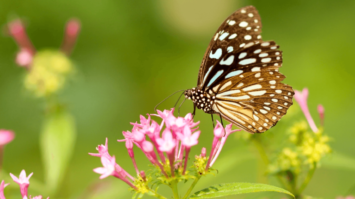 Listique's May Offers