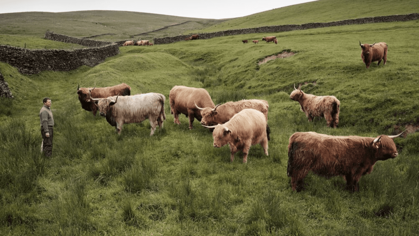 Swaledale: The Award-Winning, Leading Online Butcher Championing Native Breeds