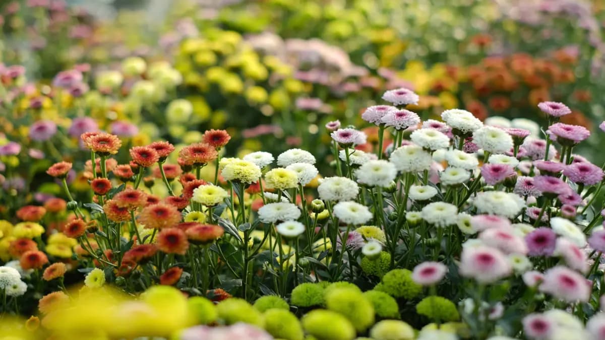 Badminton House Open Gardens
