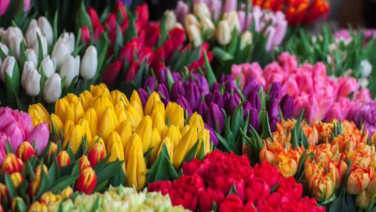 Chelsea in Bloom