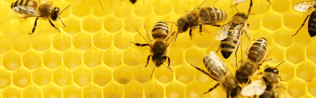 Central London Gardening Company