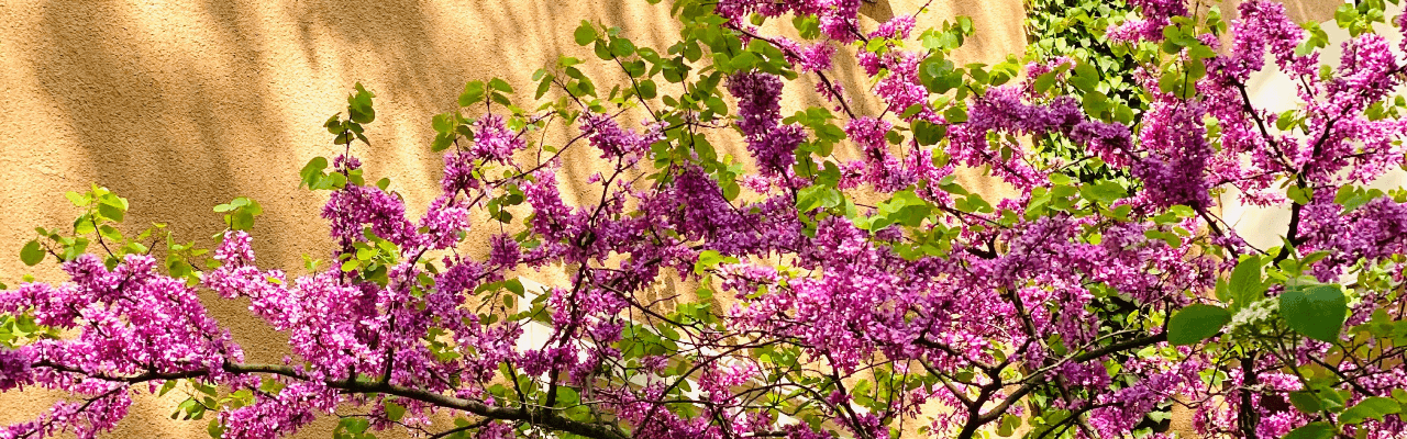 Stephen Woodhams Garden Design | Landscape Architect