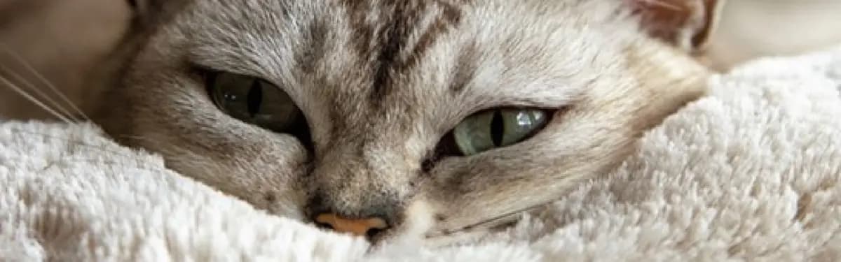 Your London Pet Sitter