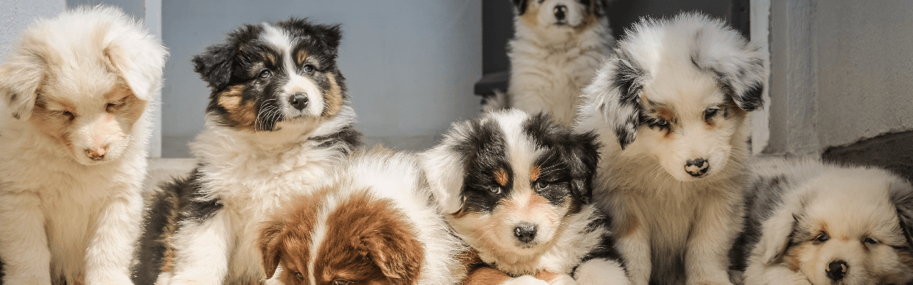 The Addison & Holland Park Veterinary Clinic