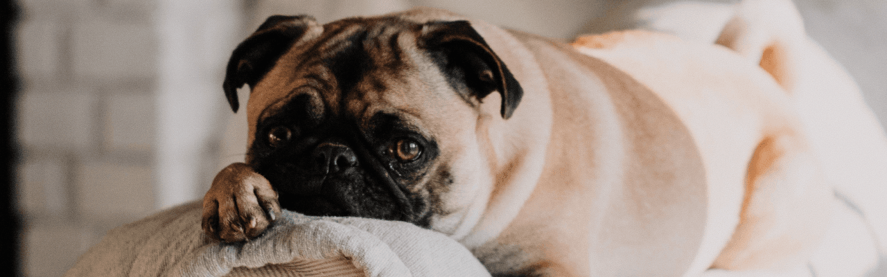 Masterdog | Dog & Puppy Trainer