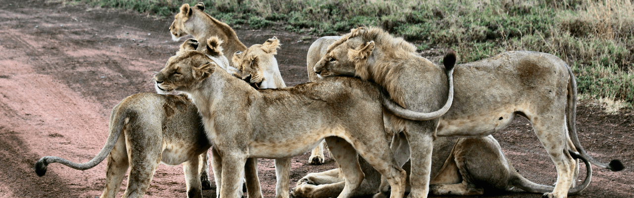 Red Savannah | Luxury Villas & Tailor-Made Holidays