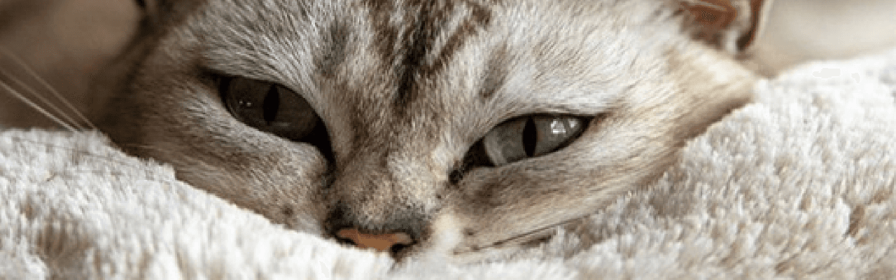 Your London Pet Sitter